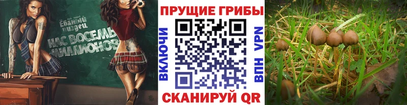 Галлюциногенные грибы MAGIC MUSHROOMS  цены наркотик  Верхнеуральск 